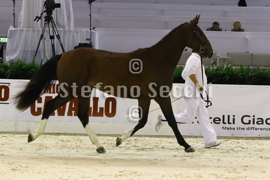 NADA BRAUN_MILANO_2010_SS3_4024.jpg